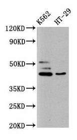 B3GNT6 antibody
