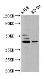 B3GNT6 Antibody
