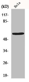 B4GALNT1 Antibody