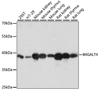 B4GALT4 antibody