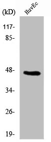 B4GALT5 antibody