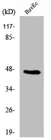 B4GALT5 Antibody