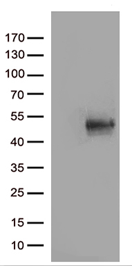 CD80 Antibody