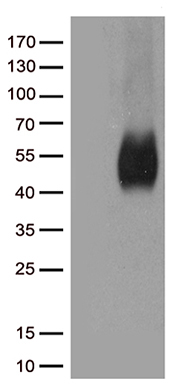 CD80 Antibody