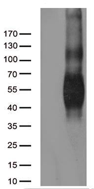 CD80 Antibody