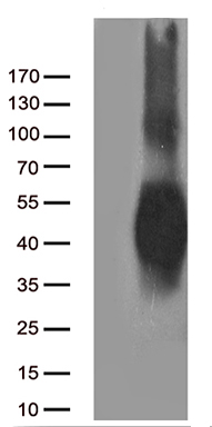 CD80 Antibody