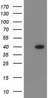 CD80 Antibody