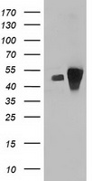 CD80 Antibody