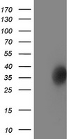CD80 Antibody