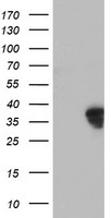 CD80 Antibody