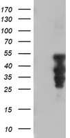CD80 Antibody