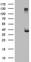 CD80 Antibody