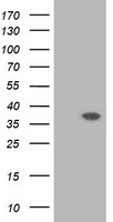 CD80 Antibody
