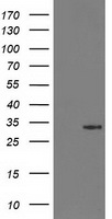 CD80 Antibody