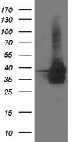 CD80 Antibody