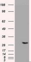 B7-1 Antibody