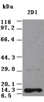 B7-1 Antibody