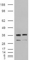 B7-1 Antibody