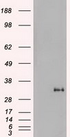 B7-1 Antibody