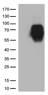 B7-2 Antibody