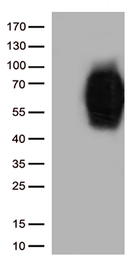 B7-2 Antibody