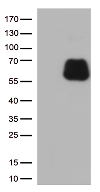 B7-2 Antibody