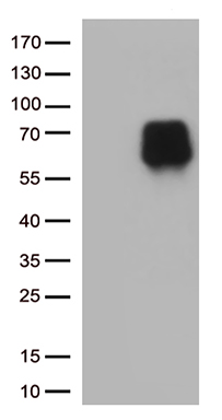 B7-2 Antibody