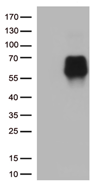B7-2 Antibody