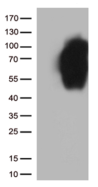 B7-2 Antibody