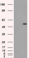 CD86 Antibody