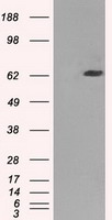 B7-2 Antibody
