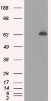 B7-2 Antibody