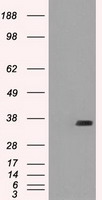 B7-2 Antibody