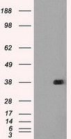 CD86 Antibody