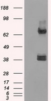 B7-2 Antibody