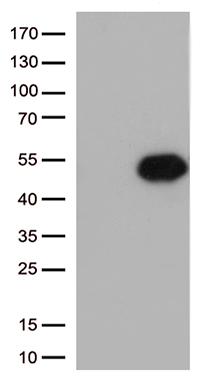 B7-2 Antibody