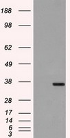CD86 Antibody