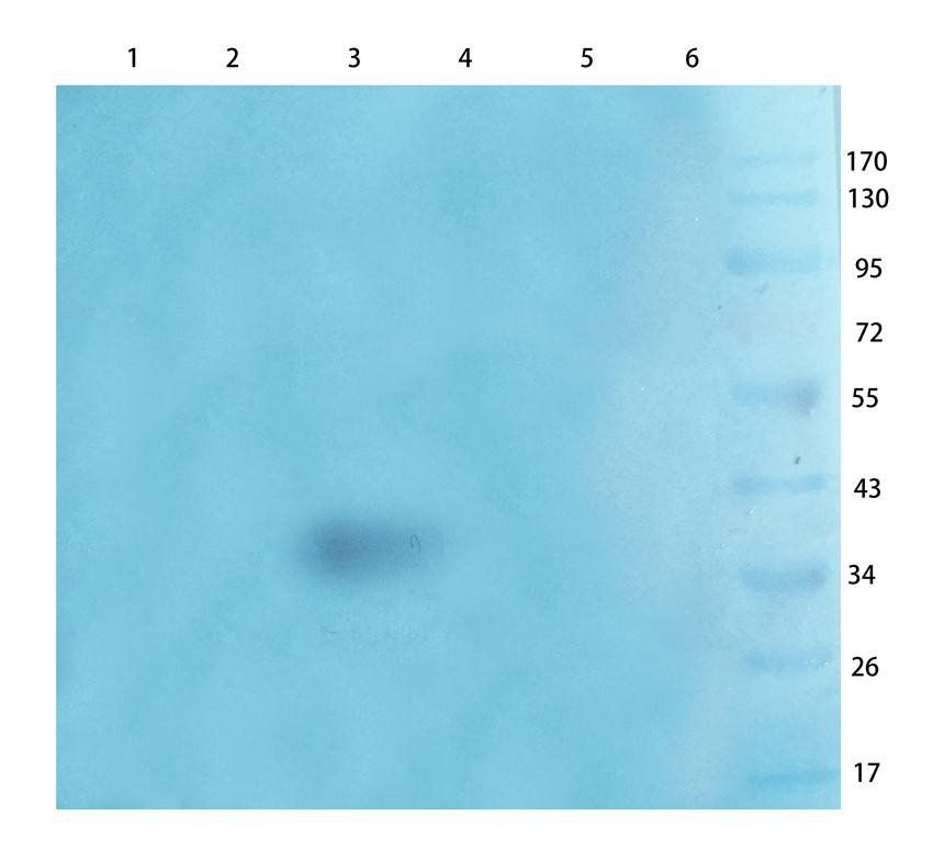 B7-H6 antibody