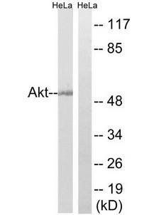 Akt (Ab-473) Antibody