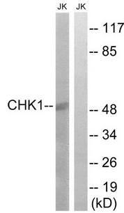 Chk1 (Ab-280) Antibody
