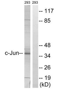 c-Jun (Ab-63) Antibody