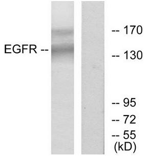 EGFR (Ab-1172) Antibody