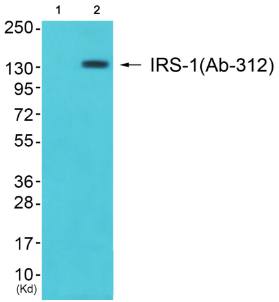 IRS-1 antibody