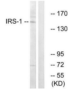 IRS-1 antibody