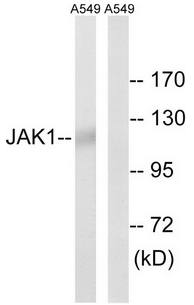 JAK1 antibody