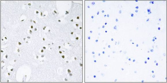 c-Jun (Ab-243) Antibody
