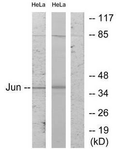 c-Jun (Ab-243) Antibody