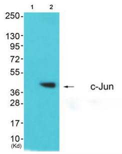 c-Jun (Ab-170) Antibody