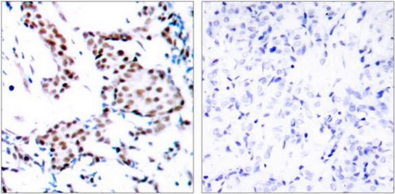c-Jun (Ab-170) Antibody