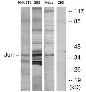 c-Jun (Ab-170) Antibody